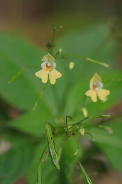 Gula Blommor Liten Touch Impatiens Parviflora — Stockfoto