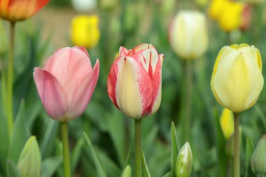 Çiçek tarlasında renkli lale karışımı.