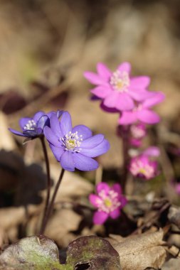 Renkli karaciğer otu çiçekleri (Anemone hepatikası).