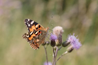 Devedikeni çiçekleri üzerinde boyanmış bayan kelebek (Vanessa cardui).