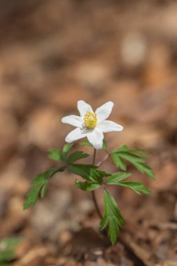 Tek bir ahşap şakayık çiçeği (Anemone nemorosa).