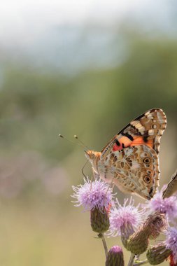 Boyalı Bayan Kelebek (Vanessa Cardui) arka planda.