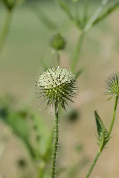 Inflorescence Malé Čajové Konvice Dipsacus Pilosus — Stock fotografie