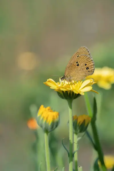 Bir Takvim Çiçeği Üzerinde Halka Kelebeği Aphantopus Hyperantus — Stok fotoğraf