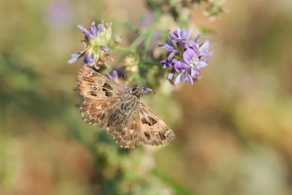 Carcherodus alceae with open wings.