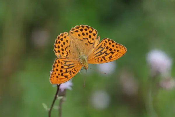 Borboleta Fritilária Lavada Prata Argynnis Paphia Com Asas Abertas — Fotografia de Stock