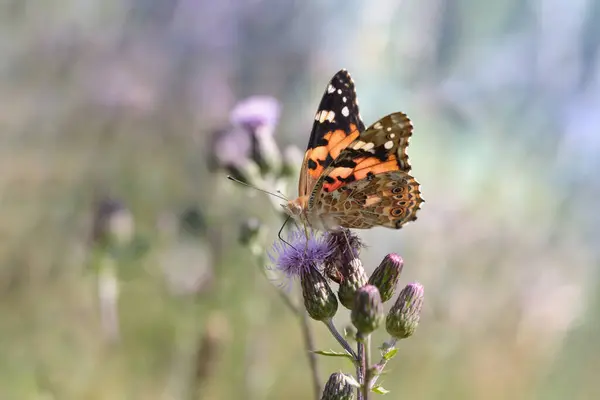 Gemalte Dame Schmetterling Vanessa Cardui — Stockfoto