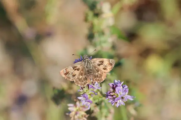 Mallow skipper with open wings (Carcharodus alceae).