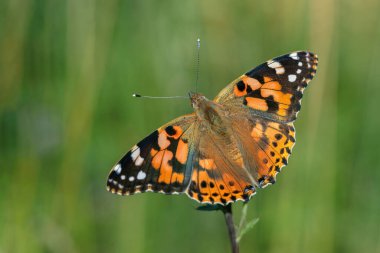 Boyalı bir bayan kelebeğin sırt manzarası (Vanessa Cardui).