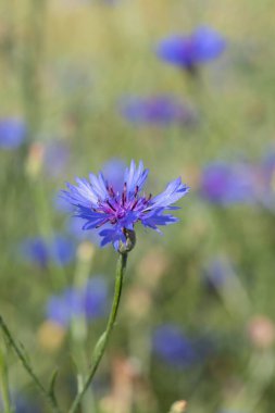 Mavi bir çiçek (Centaurea siyanus)).