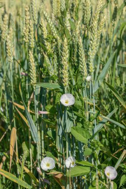 Buğday tarlasında istenmeyen yabani ot (Convolvulus arvensis).