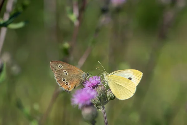 Small Cabbage White Pieris Brassicae Ringlet Aphantopus Hyperantus — Photo