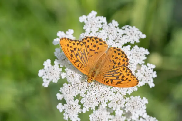 Male Silver Washed Fritillary Butterfly Argynnis Paphia Black Androconia Visible — Stock fotografie