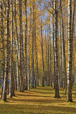 Bir huş ağacında sonbahar. Yerde kırmızı yapraklar var..