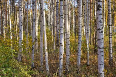 Bir huş ağacında sonbahar. Yerde kırmızı yapraklar var..