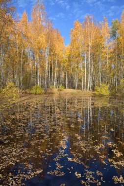 Bir huş ağacında sonbahar. Yerde kırmızı yapraklar var..