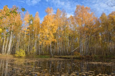 Sonbaharın parlak güzelliği. Ağaçlardaki yapraklar turuncuya döndü..