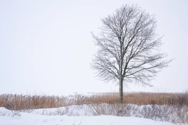 Wintersaison Wald Weißer Schnee Liegt Herum — Stockfoto