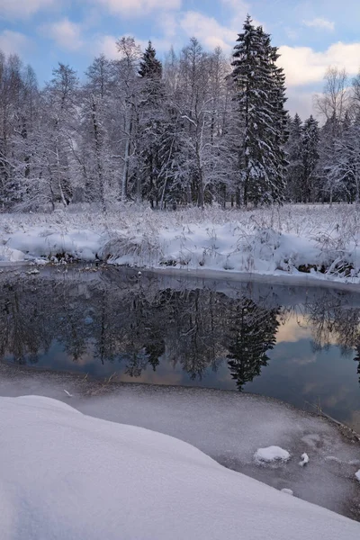 Winterseizoen Bos Witte Sneeuw Ligt Rond — Stockfoto
