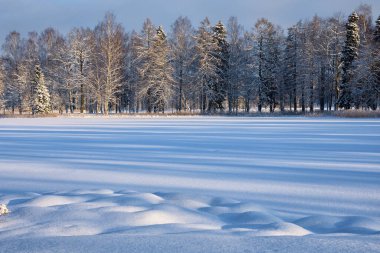 Güzel kış manzarası. Orman soğuk ve her yerde kar var..