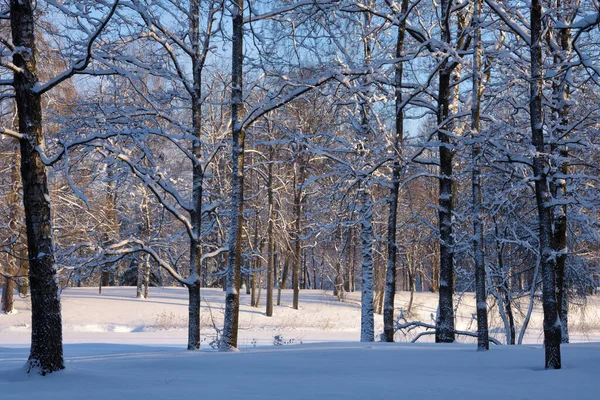 Όμορφο Χειμερινό Τοπίο Δάσος Είναι Κρύο Και Υπάρχει Παντού Χιόνι — Φωτογραφία Αρχείου