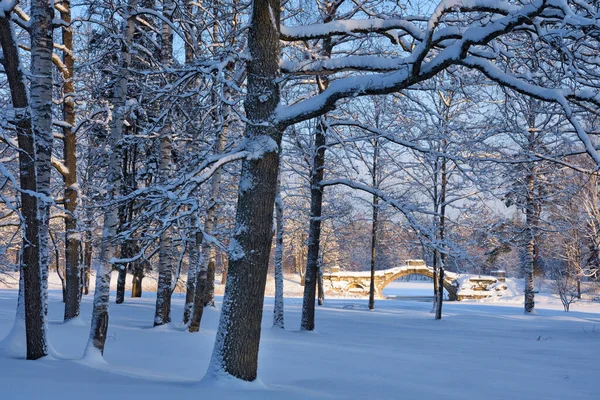 Όμορφο Χειμερινό Τοπίο Δάσος Είναι Κρύο Και Υπάρχει Παντού Χιόνι — Φωτογραφία Αρχείου