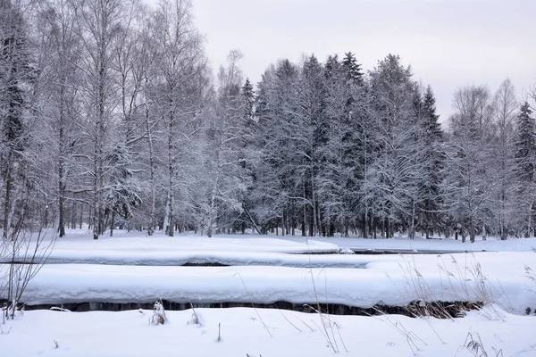 Schöne Winterlandschaft Der Wald Ist Kalt Und Überall Liegt Schnee Stockfoto