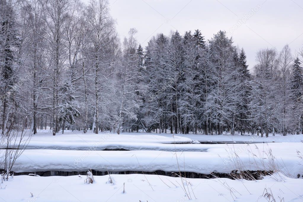 Beautiful winter landscape.The forest is cold and there is snow everywhere.