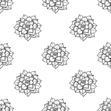 Echeveria bitkisi ile vektör botanik kusursuz desen