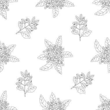 Bitki, baharat ve baharat koleksiyonu. Beyaz arkaplanda kum ağacı bitkisi olan kusursuz bir desen.