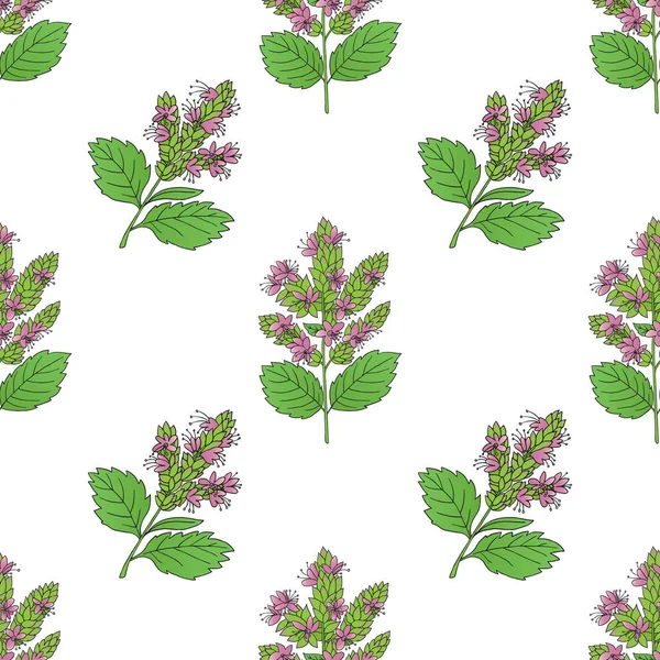 Motif Vectoriel Graphique Sans Couture Avec Plante Patchouli Sur Fond — Image vectorielle