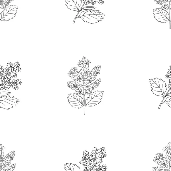 Motif Vectoriel Graphique Sans Couture Avec Plante Patchouli Sur Fond — Image vectorielle