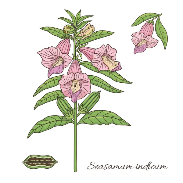 Herbs Spices Collection Vector Graphic Illustration Spice Sesamum Plant Flower — Stockvektor
