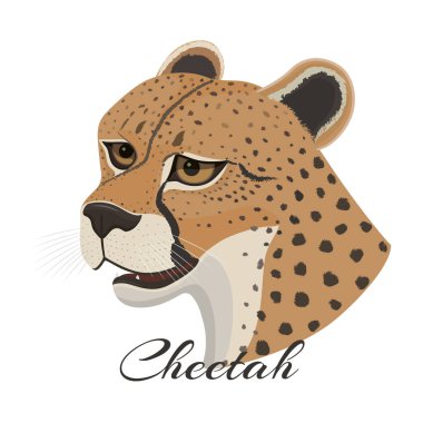 Afrika hayvan koleksiyonu. Beyaz arka planda güzel büyük kedi çitası olan vektör illüstrasyonu