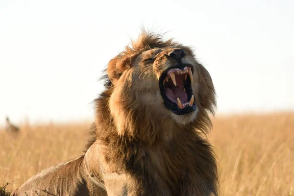 Portrait Male Lion Roaring Masai Mara Kenya — Stock Photo, Image