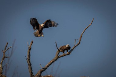 Two adult Bald Eagles land on a dead tree branch while scanning the Potomac River for fish