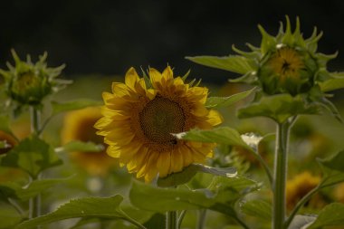 Beautiful Sunflowers in a field of a local New Jersey farm on a sunny summer morning