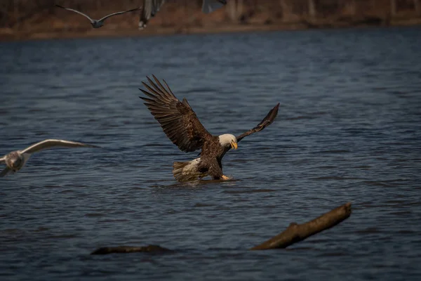 Bald Eagle Fishing Pohick Bay Potomac River Virginia — Stockfoto