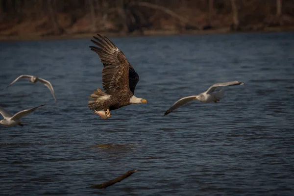 Bald Eagle Fishing Pohick Bay Potomac River Virginia — Stockfoto