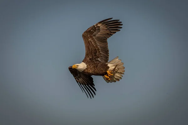 Bald Eagle Fishing Pohick Bay Potomac River Virginia — ストック写真