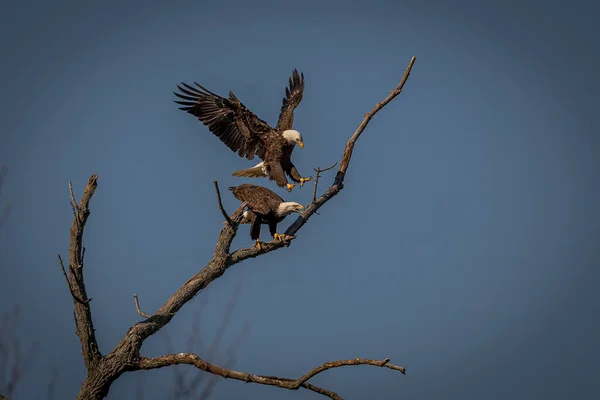 Two Adult Bald Eagles Land Dead Tree Branch While Scanning — Fotografia de Stock