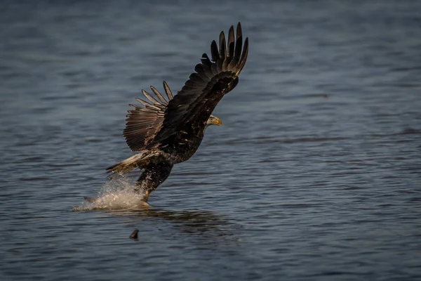 Bald Eagle Fishing Pohick Bay Potomac River Virginia — Stock fotografie