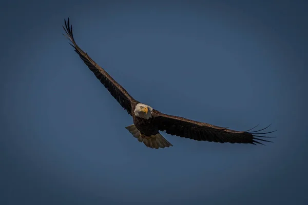 Bald Eagle Soars Sky Potomac River Looking Fish — Fotografia de Stock