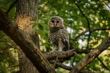 A Barred Owl watches from a tree branch