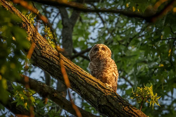 Barred Owl Fledglings Peering Branches Trees — Fotografia de Stock
