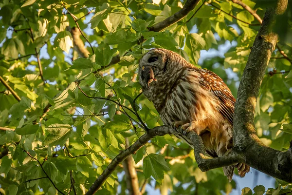 Adult Barred Owl Mouse — Stockfoto