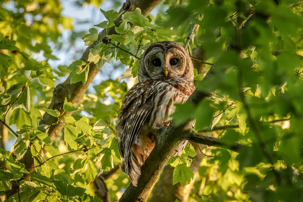 Barred Owl Perched Tree Branch — Fotografia de Stock