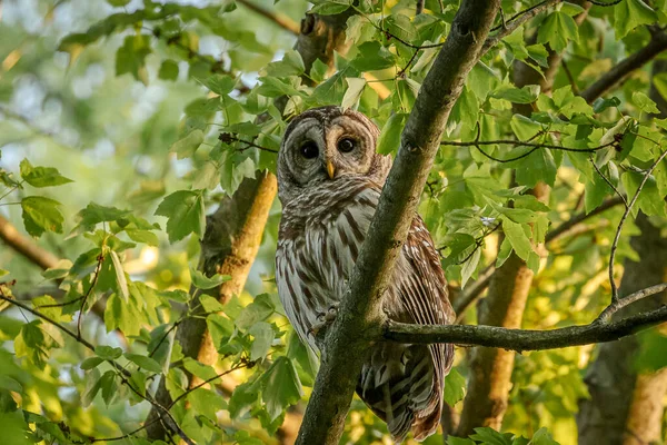 Barred Owl Perched Tree Branch — Stockfoto