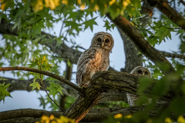 Barred Owl Fledglings Peering Branches Trees — Fotografia de Stock
