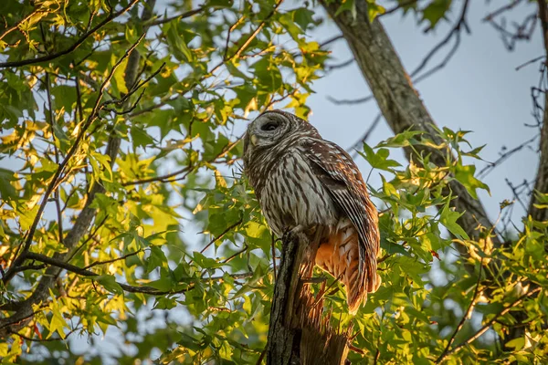 Adult Barred Owl Mouse — Stockfoto